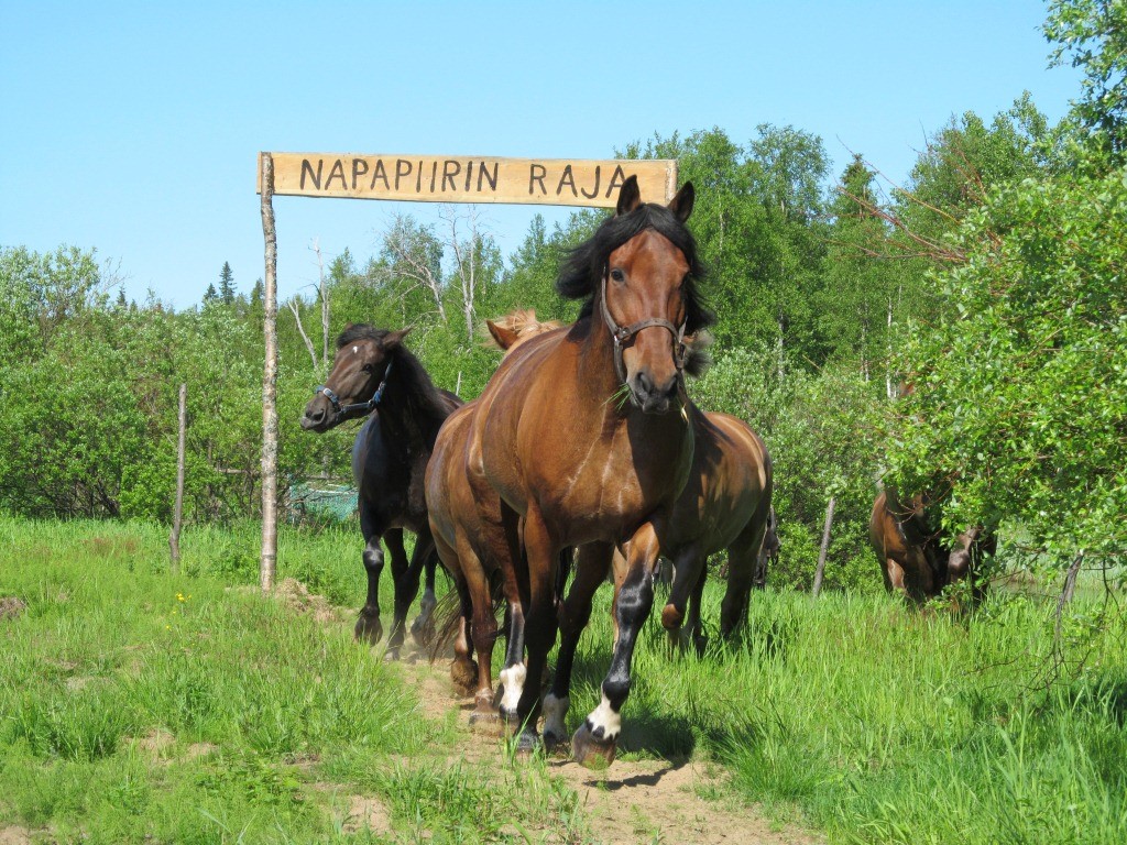 Horses on a trail at the Arctic Circle in Lapland.