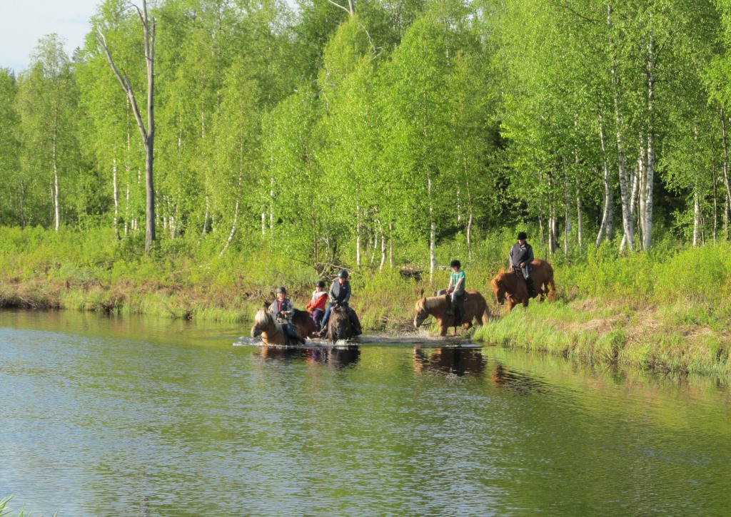 Arctic Nature Trips horses going swimming in the river in summer in Lapland.